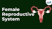 Female Reproductive System | Infinity Learn NEET