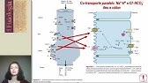 Gastrintestinal - absorção de água e eletrólitos