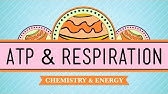 ATP & Respiration: Crash Course Biology #7