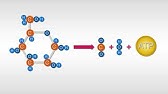 Estructura y Función de los Carbohidratos