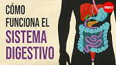 Cómo funciona su sistema digestivo - Emma Bryce