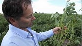 La soja en Uruguay: el oro verde