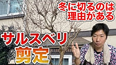 【実践解説】サルスベリのお手入れをは枝を残しても意味がありません【庭師】
