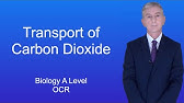 A Level Biology Revision "Transport of Carbon Dioxide (OCR)"