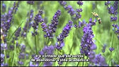 Nietzsche on Hardship - Nietzsche e o Sofrimento - Alain de Botton