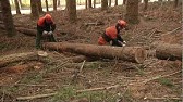 SICUREZZA e SALUTE nei CANTIERI FORESTALI (video completo)