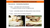 Pragas do algodão parte 1