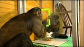 Monkey cooperation and fairness