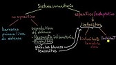 Tipos de respuesta inmune: Innata y adaptativa, humoral vs. celular | Khan Academy en Español