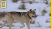 Wolf Hunting Tactics | National Geographic