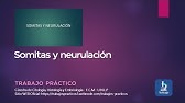 SOMITAS Y NEURULACIÓN - TRABAJO PRÁCTICO