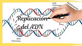 La Replicación del ADN