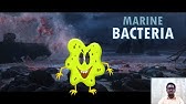 Marine Bacteria aka Devara