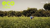 Eco India: How technology is helping farmers in Telangana tackle devastating effect of crop failures