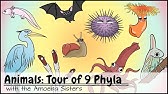 Animals: Tour of 9 Phyla