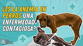 ANEMIA EN PERROS: CAUSAS, PROBLEMAS Y SOLUCIONES