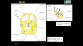 Embriologia da Face Humana - VÍDEO AULA