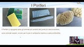 Zoologia - Poriferi e Cnidari