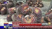 Kelapa Sawit Penting Bagi Ekonomi Indonesia