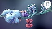 CRISPR: Gene editing and beyond