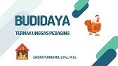 WIRAUSAHA BUDIDAYA TERNAK UNGGAS PEDAGING PRAKARYA DAN KEWIRAUSAHAAN SMA KELAS 12 SEMESTER 2