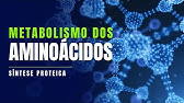 Metabolismo proteico - a síntese de proteínas é essencial para o funcionamento do organismo