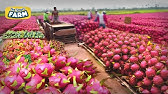 INCREDIBLE Dragon Fruit Harvesting And Production | Cultivation and Pitaya Juice Process in Factory