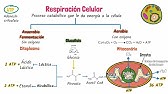 Respiración celular