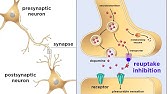 Drug Addiction and the Brain