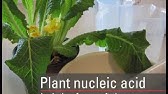 Nucleic Acid Isolation from Plant Soft Tissues