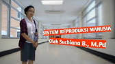 PRESENTASI SISTEM REPRODUKSI MANUSIA OLEH SUCHIANA