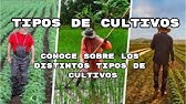 tipos de cultivos. todo sobre cultivo. conoce sobre los distintos tipos de cultivos