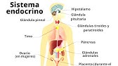 El SISTEMA ENDOCRINO explicado: cómo funciona, partes y hormonas🧠🧍