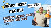STRATEGI INTEGRASI PERTANIAN TERPADU BSM ,KAMBING, JAGUNG,AYAM  #beritaterkini  #bayusehatmandiri