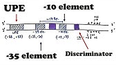 Prokaryotic Transcription - Promoter Structure and Organization