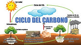 "¿Qué es el ciclo del carbono y sus etapas" ( Ciclo geológico y ciclo biológico)