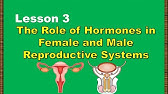 Lesson 3: The Role of Hormones in Male and Female Reproductive Systems