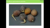 Aula 6 Botânica III FFP/UERJ - Dormência e germinação de sementes
