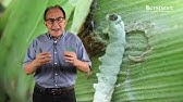 Hongos entomopatógenos: asesinos de insectos dañinos