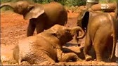 La Terra vista dal cielo - Ep.1 - Biodiversità (1ᵃ Parte)