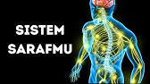 Perjalanan Menembus Sistem Sarafmu