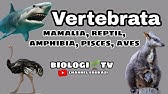 Biologi Sma materi Vertebrata mamalia reptil aves amphibia pisces kelas 10 semester 2