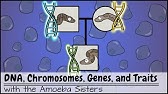 DNA, Chromosomes, Genes, and Traits: An Intro to Heredity