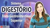 Sistema Digestório 2/5 | Trato Gastrointestinal: Boca, Faringe, Esôfago e Estômago