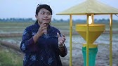 PENGENDALIAN HAMA TANAMAN PADI