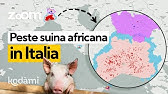 Peste suina africana: com'è arrivata in Italia e quali sono i rischi per gli animali e per l'uomo