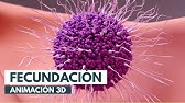 Cómo se produce la fecundación | Animación 3D