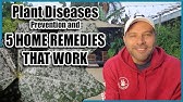 Plant Diseases - Prevention and 5 HOME REMEDIES that WORK!