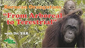 Bornean Orangutan From Arboreal to Terrestrial