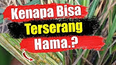 Q&A.! Kenapa tanaman kita bisa terserang hama? - Pengamat hama & penyakit pertanian